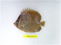 藏品(耳帶蝴蝶魚)的圖片